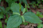 Green trillium